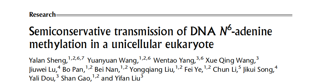  进化所高珊教授团队与南加州大学YifanLiu团队在DNAN6-腺嘌呤甲基化遗传机制研究领域取得新进展